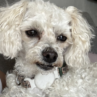 BEBÉ | Raza French Poodle o Caniche | Perdida