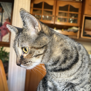 NIKI | Raza Doméstico Américano de Pelo Corto | Perdida