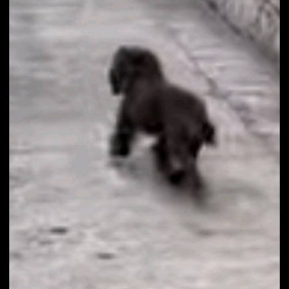 LUPITA | Raza French Poodle o Caniche | Perdida