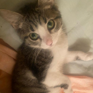 PIKY | Raza Doméstico Américano de Pelo Corto | Perdida