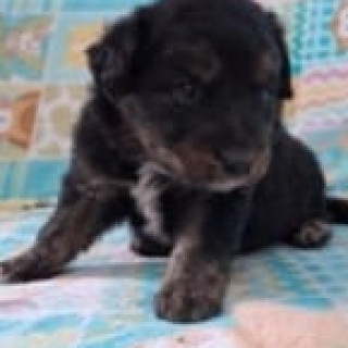 HERMOSO CACHORRITO | Raza Mestizo | En Adopción