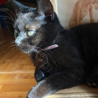 KIWI | Raza Bombay | Perdido