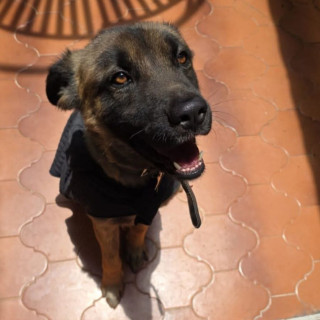 GALLET | Raza Mestizo, cruza de Pastor Belga Malinois con Pastor Alemán | En Adopción