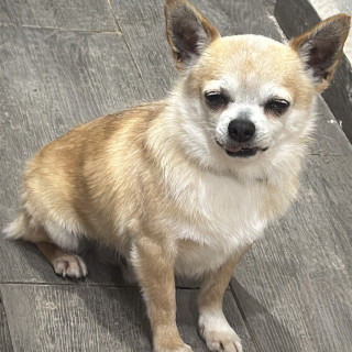 TOTO | Raza Chihuahua | Final Feliz