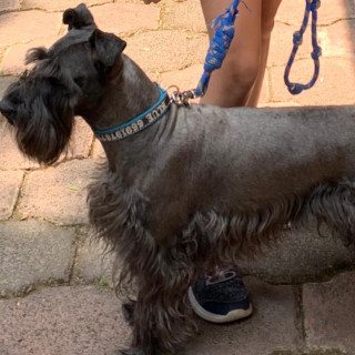 BLUE | Raza Schnauzer | Perdido