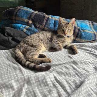 NINO | Raza Doméstico Américano de Pelo Corto | Final Feliz