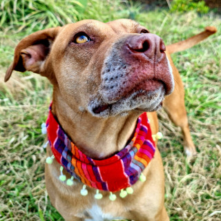 CANELA | Raza Mestiza, cruza de American Pitbull Terrier | En Adopción