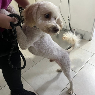  | Raza Mestizo, cruza de French Poodle | Encontrado