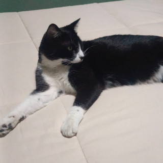 BARBITAS | Raza Doméstico Américano de Pelo Corto | Perdida